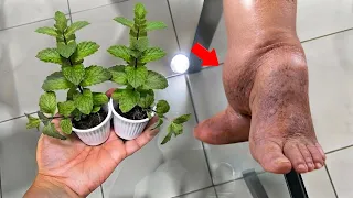 APENA 1 FOLHA LIMPA SEU CORPO 