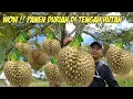 Lagu PERTAMA KALI PANEN DURIAN DI TENGAH HUTAN