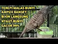 Lagu Perkutut Lokal Gacor Suara Super Kristal - Pancingan Malas Bunyi  (99%AMPUH BANGET)
