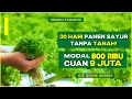 TERBUKTI! Panen Sayur Dalam 30 Hari TANPA TANAH! Modal 800 Ribu, Untung Jutaan Tiap Bulan!