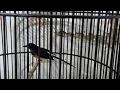 Download Lagu obral burung cucak cungkok murai trotol dan burung masteran