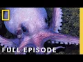 Octopus Social Life (Full Episode) | Secrets of the Octopus | National Geographic