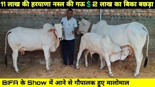 11 लाख की हरयाणा नस्ल की गऊ💲2 लाख का बिका बछड़ा👌BIFA के Show में आने से हुआ फायदा👍मुकुंदी 📞9992113200