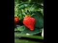 Strawberry Disel Marijuana Strain