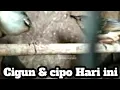 Download Lagu Cigun \u0026 cipo Hari ini 