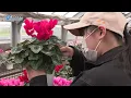 Lagu Kurayoshi Agricultural High School's cyclamen brightens up the New Year holidays - Nihonkai Shimbun