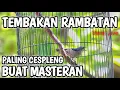 Download Lagu RAMBATAN PARUH MERAH GACOR TEMBAKAN RAPAT PALING CESPLENG BUAT MASTERAN MURAI BATU KACER CUCAK IJO