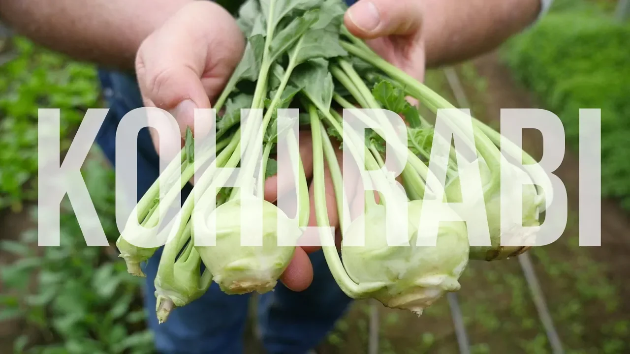 Farmer Lee Jones talks Kohlrabi