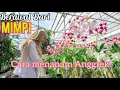 Lagu Berawal Dari Mimpi ‼️ Cara Menanam Anggrek Di Pot Dengan Media Arang
