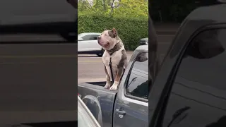 كلب البيتبول الأمريكي Pitbull Dog 