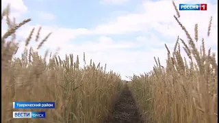 «Вести Омск», утренний эфир от 21 августа 2021 года