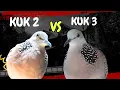 Download Lagu Heboh‼️Derkuku kuk 2 VS Derkuku kuk 3