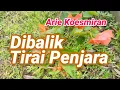 Download Lagu Dibalik Tirai Penjara Arie Koesmiran Aku Tidak Mengerti Nasib Bisa Begini Ibu Sudah Tiada