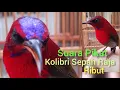 Lagu Suara Kolibri Sepah Raja Ribut ll Cocok Untuk Pancingan Bahan atau Pikat