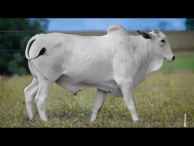 Touro Nelore FDY - 138