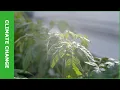 Download Lagu CSI Trees, de zoektocht naar klimaatbestendige stadsbomen - KennisOnline 2023