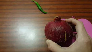 صوت الضمة دندنها
