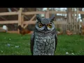 Scare Owl keeps Birds and Pests out of your Garden
