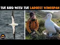 Wandering Albatross - The Eagle-Sized Albatross