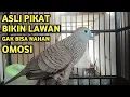 Lagu Perkutut Lokal Gacor Suara Super Kristal - Pancingan Malas Bunyi  (99%AMPUH BANGET)Perkutut bird