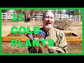 What to Plant Before the Last Frost Date