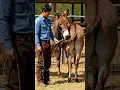 Download Lagu Funniest Donkey Ever Donkey Training the fun way 2031