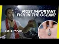 The World s Largest Migration And The Tiny Lanternfish