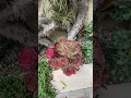 Download Lagu See the flower. I see first time that flower.🌹 vlog 58