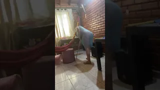 tante cantik baju transparan warna biru