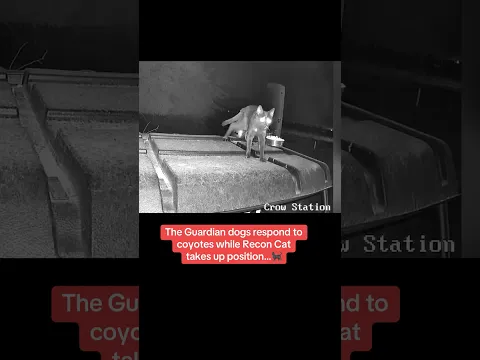 The Guardian dogs respond to coyotes while Recon Cat takes up position 🐈‍⬛