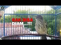 Download Lagu GAK bisa DIAM, Siri Siri Lain Cepat RESPON GACOR Jika Dengar Suara Siri Siri GACOR Ini