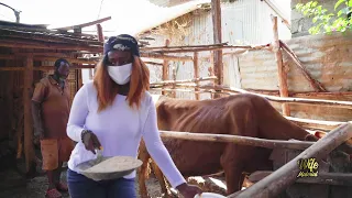 eric omondi wife materials milking a cow 