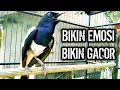 Download Lagu PALING JITU BIKIN EMOSI BIKIN GACOR AMPUH BIKIN KONSLET !! PANCINGAN KACER GACOR PASTI NYAUT AMPUH.