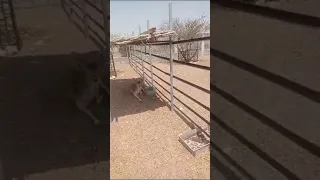 غزاله شارده         دندنها