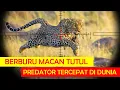 BERBURU MACAN TUTUL TERGANAS DI AFRIKA