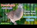 Download Lagu PERKUTUT LOKAL GACOR SUARA BESAR - Pancingan perkutut agar bunyi.