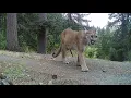 Food for the mountain lions