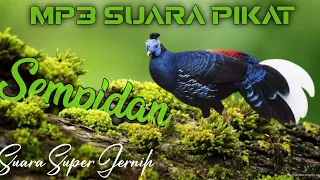 suara pikat sempidan tugang hutan 100 sempidan liar pasti datang dengar suara ini 