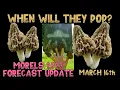 Morel Mushrooms Popping 2023 Weather Forecast March 16th