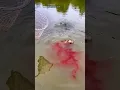 Download Lagu how to catch fish by syrup? amazing fish hunting method #shorts #fishing #viralshorts