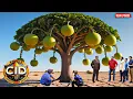 Download Lagu CID पहुँची उस पेड़ के पास, जहाँ कोई ज़िंदा लौटकर नहीं आया! || CID || Mystery Tree | New Ep 2025