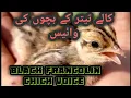 Download Lagu Black francolin chick voice kala teetar ke bacho ki awazin new video