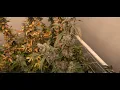 The Weedery Dispensary Menu