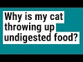 Why is my cat throwing up undigested food