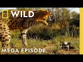 Lagu Bone Crushing Battles: Nature’s Ultimate Attacks | Animal Fight Night MEGA EPISODE | Nat Geo Animals