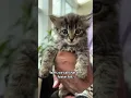 Orange County Animal Services seeks foster homes for kittens