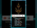 Code a Stunning Fractal Tree in JavaScript