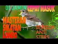 #Masteran sikatan londo Berjeda untuk murai batu dan burung kicau lainya di jamin cepat masuk #murai