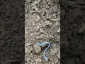 Blue Worm