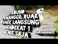 SUARA RUAK RUAK PEMANGGIL JERNIH AMPUH,PEMIKAT‼️ Mp3 Song Download